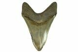Serrated, Fossil Megalodon Tooth - South Carolina #124200-2